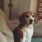 cooper-and-sophies-kitchen-testimonials-2345