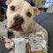 cooper-and-sophies-kitchen-testimonials-76567