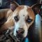 cooper-and-sophies-kitchen-testimonials-elizabeth